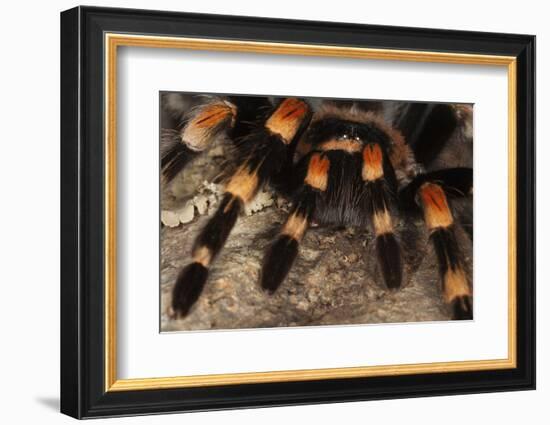 Mexico. Close-up of red knee tarantula-Jaynes Gallery-Framed Photographic Print