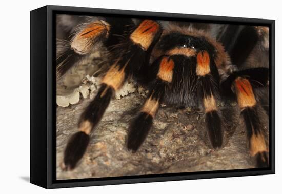 Mexico. Close-up of red knee tarantula-Jaynes Gallery-Framed Premier Image Canvas