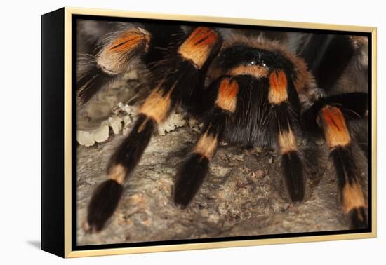 Mexico. Close-up of red knee tarantula-Jaynes Gallery-Framed Premier Image Canvas