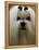 Mexico Dog Show-Eduardo Verdugo-Framed Premier Image Canvas