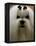 Mexico Dog Show-Eduardo Verdugo-Framed Premier Image Canvas