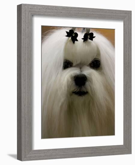 Mexico Dog Show-Eduardo Verdugo-Framed Photographic Print