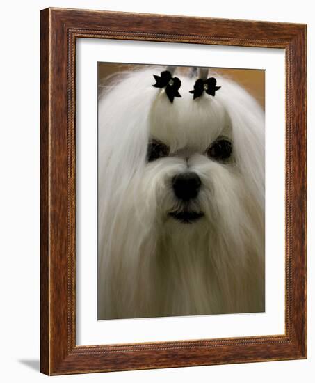 Mexico Dog Show-Eduardo Verdugo-Framed Photographic Print