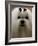 Mexico Dog Show-Eduardo Verdugo-Framed Photographic Print