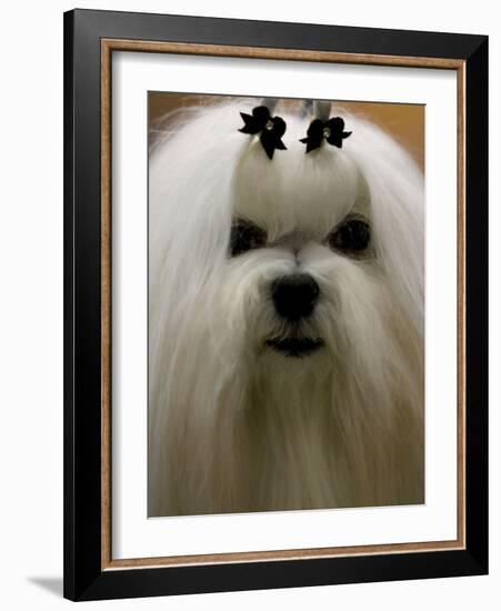 Mexico Dog Show-Eduardo Verdugo-Framed Photographic Print