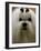 Mexico Dog Show-Eduardo Verdugo-Framed Photographic Print