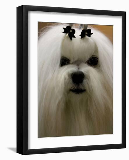 Mexico Dog Show-Eduardo Verdugo-Framed Photographic Print