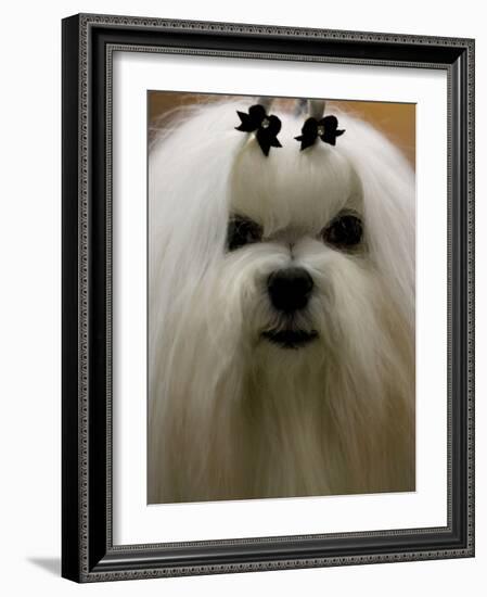 Mexico Dog Show-Eduardo Verdugo-Framed Photographic Print