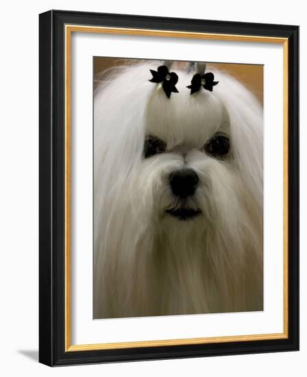 Mexico Dog Show-Eduardo Verdugo-Framed Photographic Print