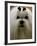 Mexico Dog Show-Eduardo Verdugo-Framed Photographic Print