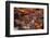 Mexico, Guanajuato. the Colorful Homes and Buildings of Guanajuato at Night-Judith Zimmerman-Framed Photographic Print