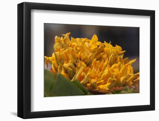 Mexico, Oaxaca, Squash Blossom Flowers-Merrill Images-Framed Photographic Print