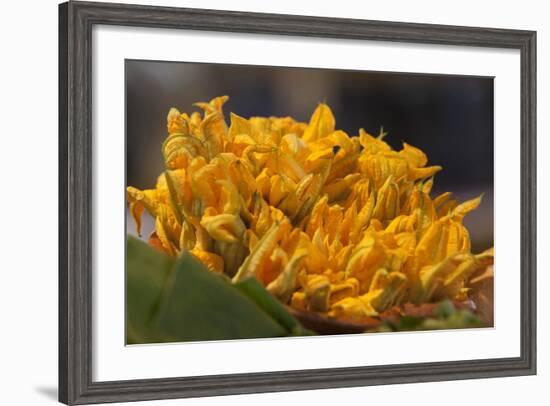 Mexico, Oaxaca, Squash Blossom Flowers-Merrill Images-Framed Photographic Print