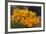 Mexico, Oaxaca, Squash Blossom Flowers-Merrill Images-Framed Photographic Print