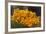 Mexico, Oaxaca, Squash Blossom Flowers-Merrill Images-Framed Photographic Print