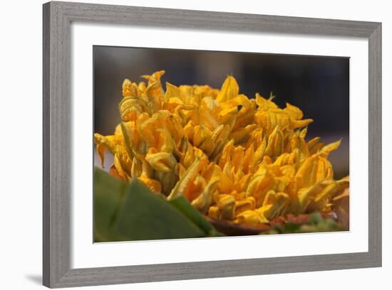 Mexico, Oaxaca, Squash Blossom Flowers-Merrill Images-Framed Photographic Print