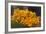 Mexico, Oaxaca, Squash Blossom Flowers-Merrill Images-Framed Photographic Print