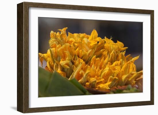 Mexico, Oaxaca, Squash Blossom Flowers-Merrill Images-Framed Photographic Print