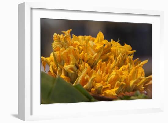 Mexico, Oaxaca, Squash Blossom Flowers-Merrill Images-Framed Photographic Print