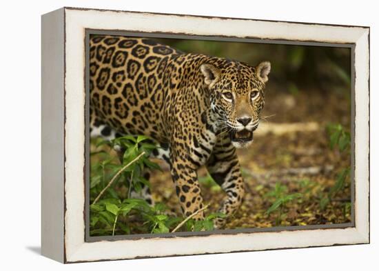 Mexico, Panthera Onca, Jaguar in Forest-David Slater-Framed Premier Image Canvas