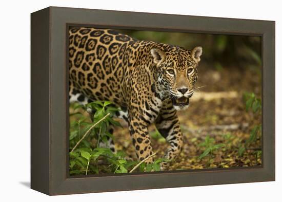 Mexico, Panthera Onca, Jaguar in Forest-David Slater-Framed Premier Image Canvas