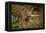 Mexico, Panthera Onca, Jaguar in Forest-David Slater-Framed Premier Image Canvas