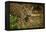 Mexico, Panthera Onca, Jaguar in Forest-David Slater-Framed Premier Image Canvas