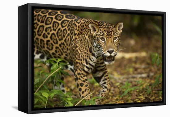 Mexico, Panthera Onca, Jaguar in Forest-David Slater-Framed Premier Image Canvas