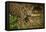 Mexico, Panthera Onca, Jaguar in Forest-David Slater-Framed Premier Image Canvas