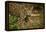 Mexico, Panthera Onca, Jaguar in Forest-David Slater-Framed Premier Image Canvas