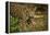 Mexico, Panthera Onca, Jaguar in Forest-David Slater-Framed Premier Image Canvas