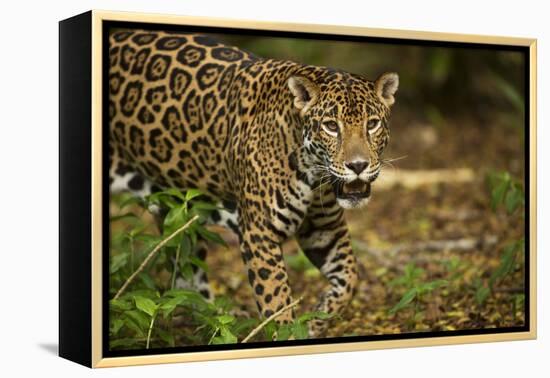 Mexico, Panthera Onca, Jaguar in Forest-David Slater-Framed Premier Image Canvas