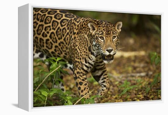 Mexico, Panthera Onca, Jaguar in Forest-David Slater-Framed Premier Image Canvas