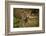 Mexico, Panthera Onca, Jaguar in Forest-David Slater-Framed Photographic Print