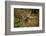 Mexico, Panthera Onca, Jaguar in Forest-David Slater-Framed Photographic Print