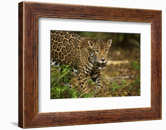 Mexico, Panthera Onca, Jaguar in Forest-David Slater-Framed Photographic Print