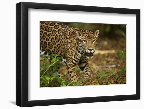 Mexico, Panthera Onca, Jaguar in Forest-David Slater-Framed Photographic Print