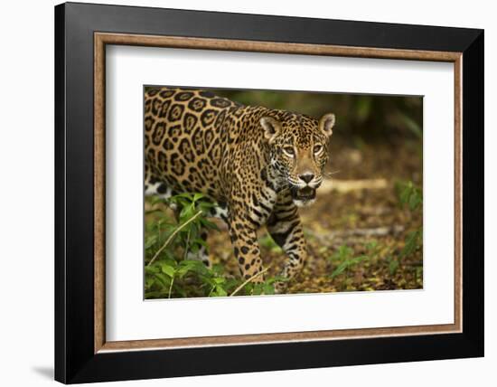 Mexico, Panthera Onca, Jaguar in Forest-David Slater-Framed Photographic Print