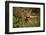 Mexico, Panthera Onca, Jaguar in Forest-David Slater-Framed Photographic Print