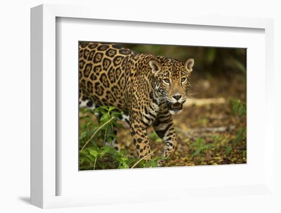 Mexico, Panthera Onca, Jaguar in Forest-David Slater-Framed Photographic Print