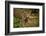 Mexico, Panthera Onca, Jaguar in Forest-David Slater-Framed Photographic Print