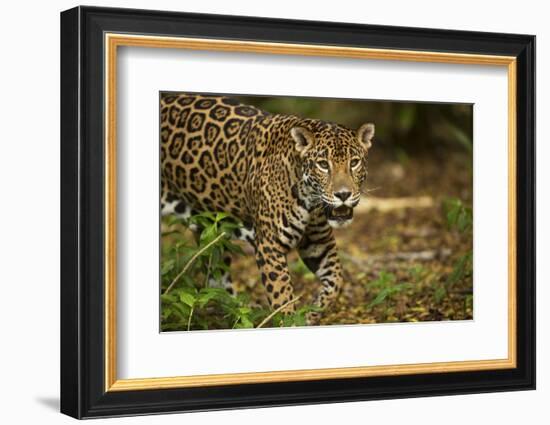 Mexico, Panthera Onca, Jaguar in Forest-David Slater-Framed Photographic Print