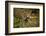 Mexico, Panthera Onca, Jaguar in Forest-David Slater-Framed Photographic Print