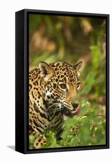 Mexico, Panthera Onca, Jaguar Licking Lips, Portrait-David Slater-Framed Premier Image Canvas