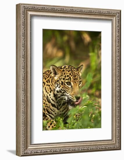 Mexico, Panthera Onca, Jaguar Licking Lips, Portrait-David Slater-Framed Photographic Print