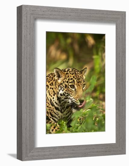 Mexico, Panthera Onca, Jaguar Licking Lips, Portrait-David Slater-Framed Photographic Print