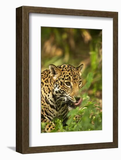 Mexico, Panthera Onca, Jaguar Licking Lips, Portrait-David Slater-Framed Photographic Print