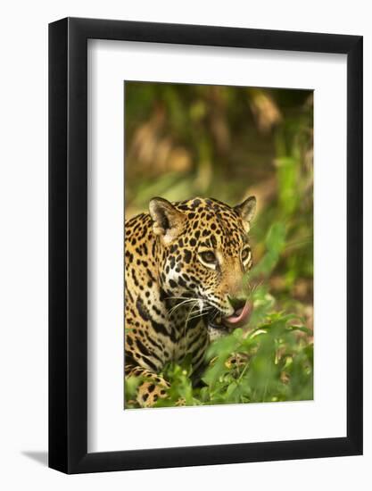Mexico, Panthera Onca, Jaguar Licking Lips, Portrait-David Slater-Framed Photographic Print