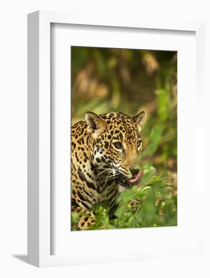 Mexico, Panthera Onca, Jaguar Licking Lips, Portrait-David Slater-Framed Photographic Print