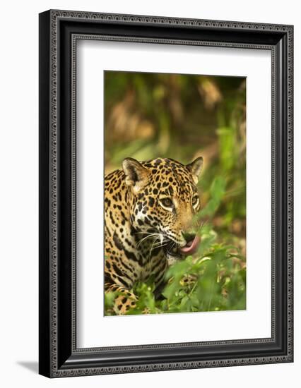 Mexico, Panthera Onca, Jaguar Licking Lips, Portrait-David Slater-Framed Photographic Print